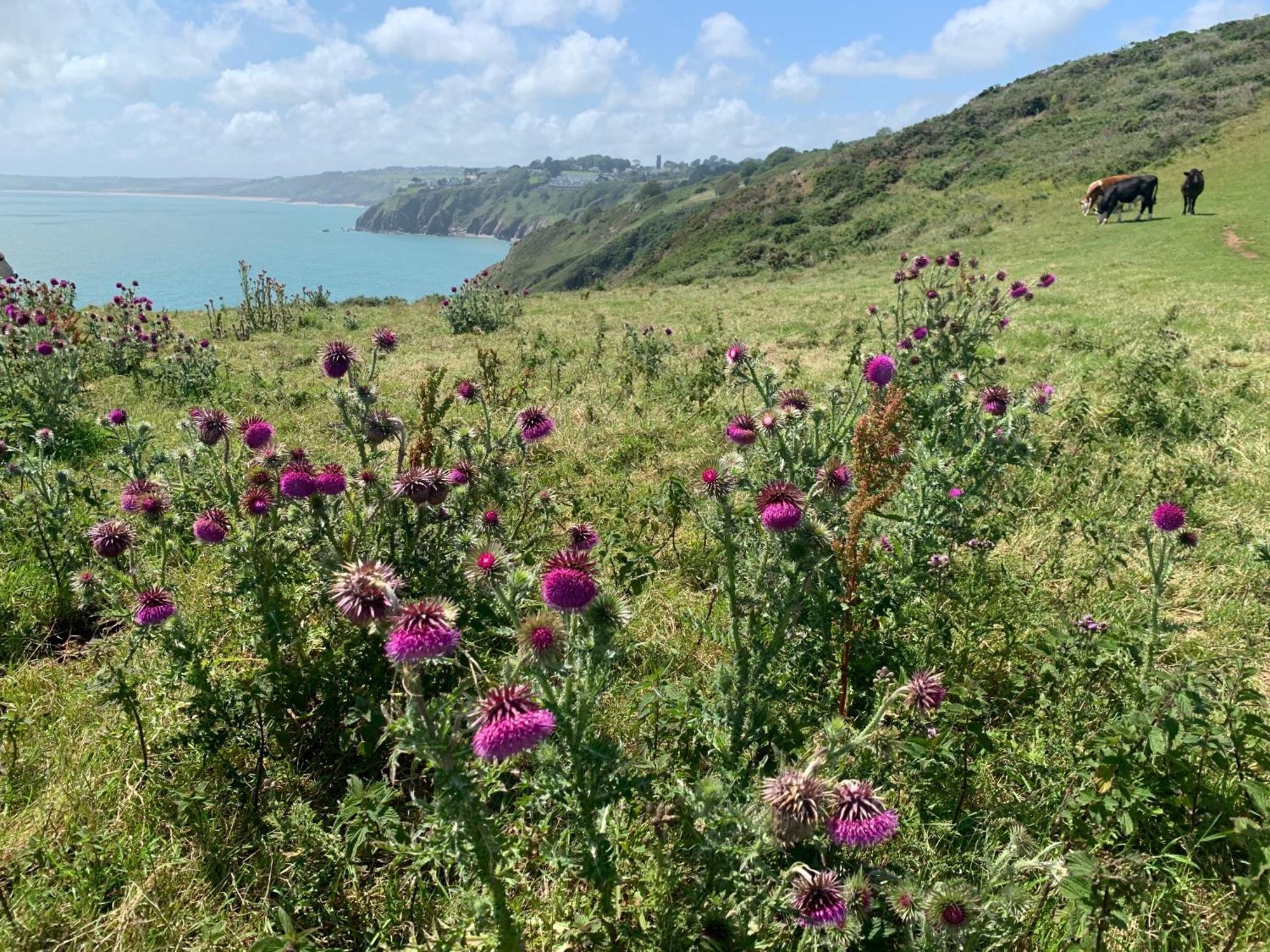 Clotted Cream Cottage: Countryside Calm: Close To Beach: Dartmouth: Devon Holiday home Dartmouth